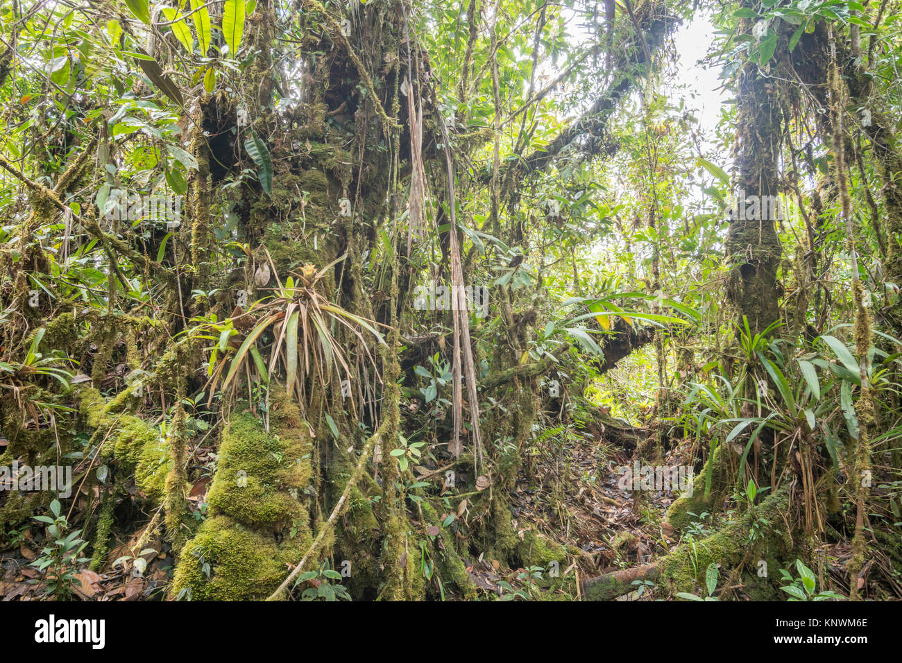 L'intérieur de la forêt montagnarde avec des troncs moussus et beaucoup d'épiphytes dans la cordillère du Condor, un site d'une grande biodiversité et d'endémisme dans so Banque D'Images