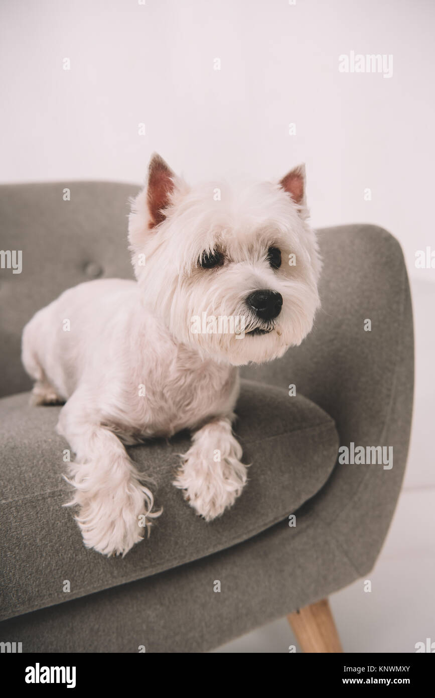 Westie Banque D'Images