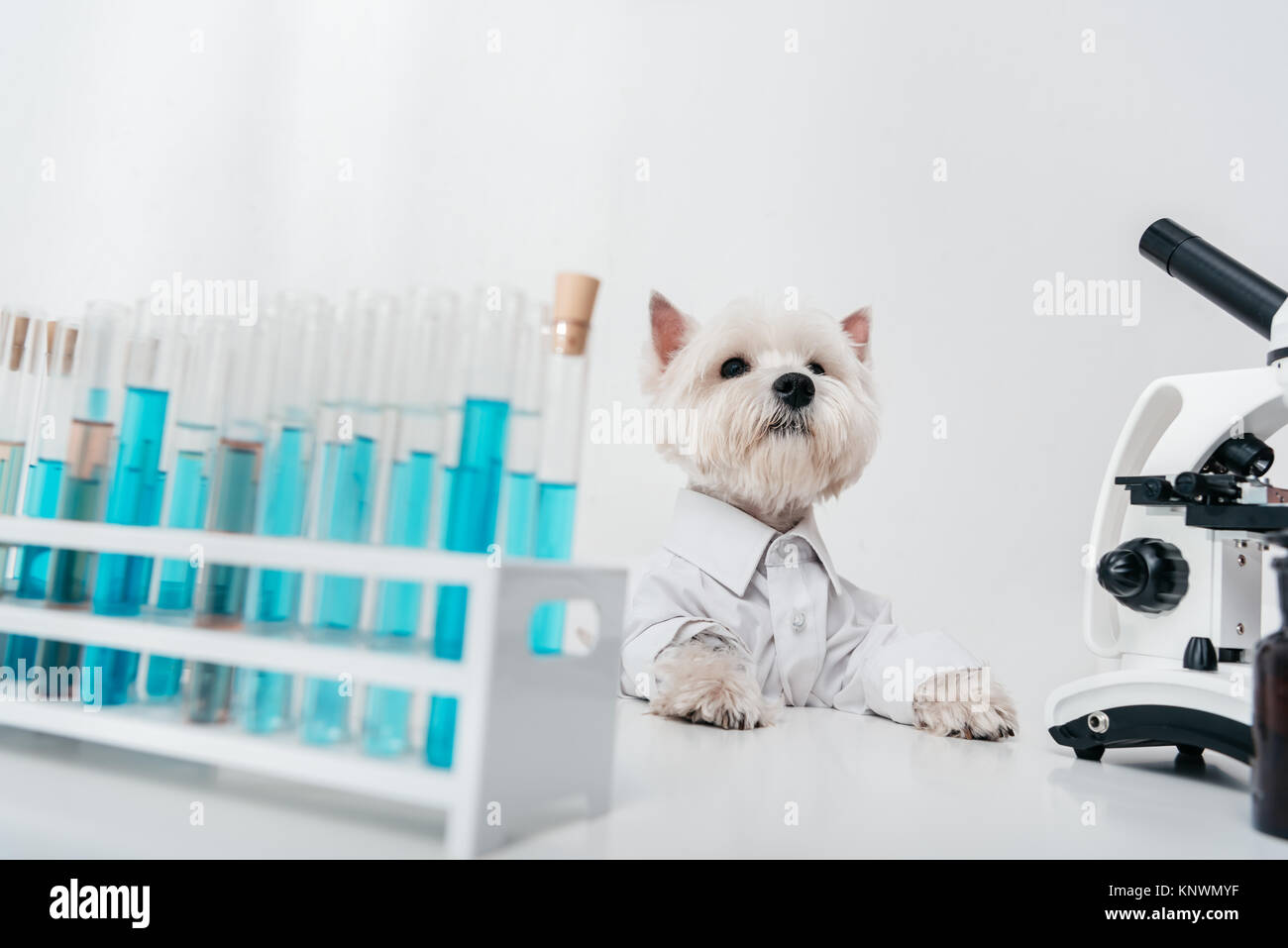 Chien avec des tubes à essai et microscope Banque D'Images
