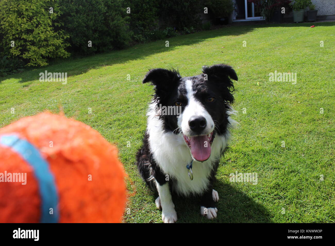Chien border collie d'attendre pour jouer fetch Banque D'Images