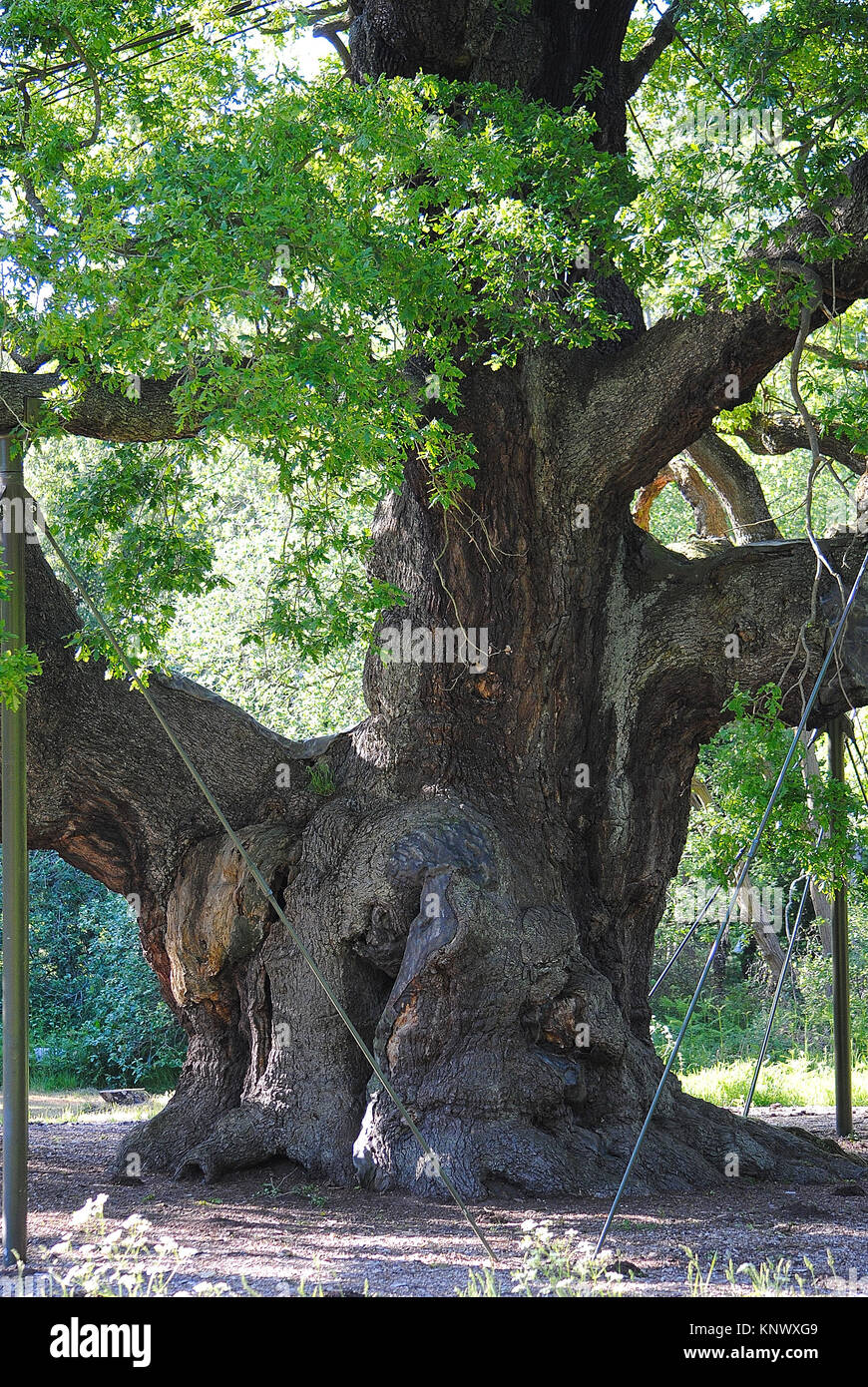 Le Major Oak, Robin Hood's Tree, la forêt de Sherwood. La maison de Robin des bois Banque D'Images