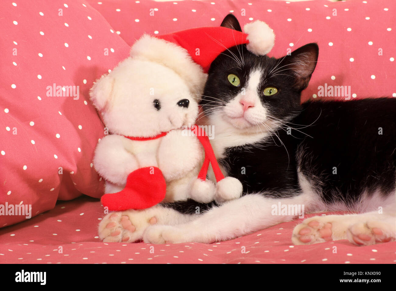 Funny cat tuxedo avec un ours en peluche de Noël Banque D'Images