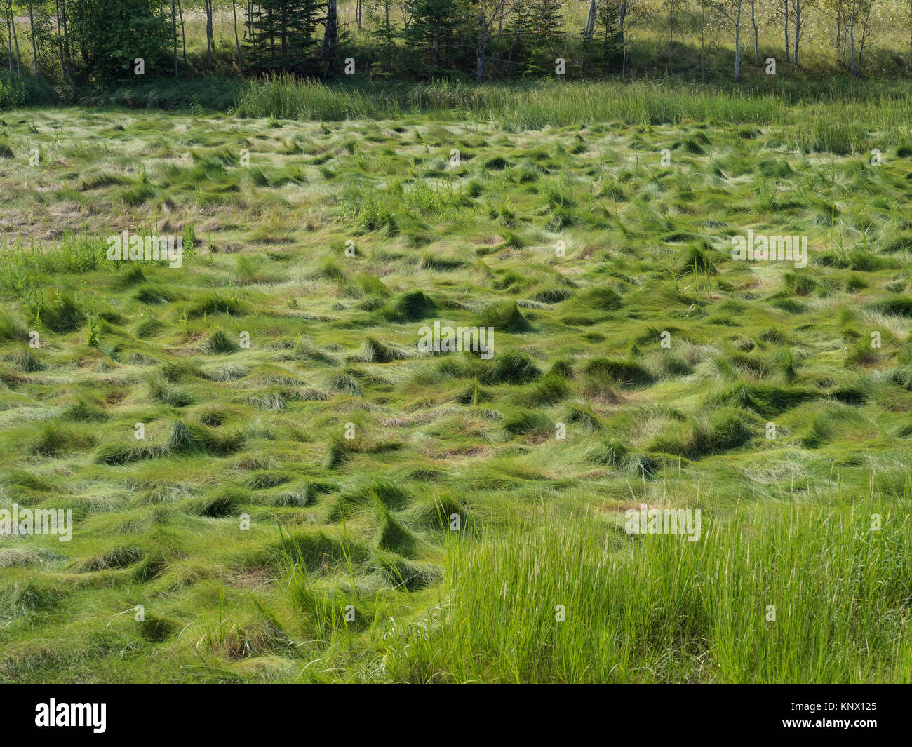Zone de marais de sel de la marée de l'herbe à côté de la rivière Shubenacadie, South Maitland, en Nouvelle-Écosse, Canada. Banque D'Images