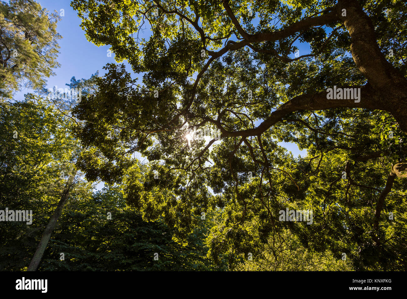 Des branches d'arbre dans le ciel Banque D'Images