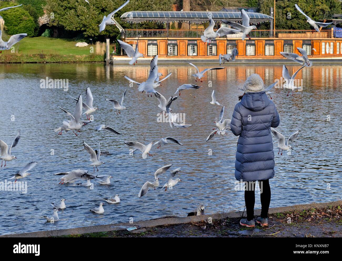 Jeune femme sur l'alimentation des Goélands à Molesey Riverside West London England UK Banque D'Images