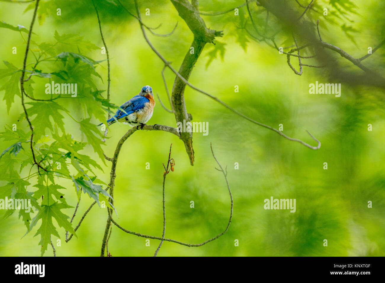 Bluebird dans l'arbre Banque D'Images
