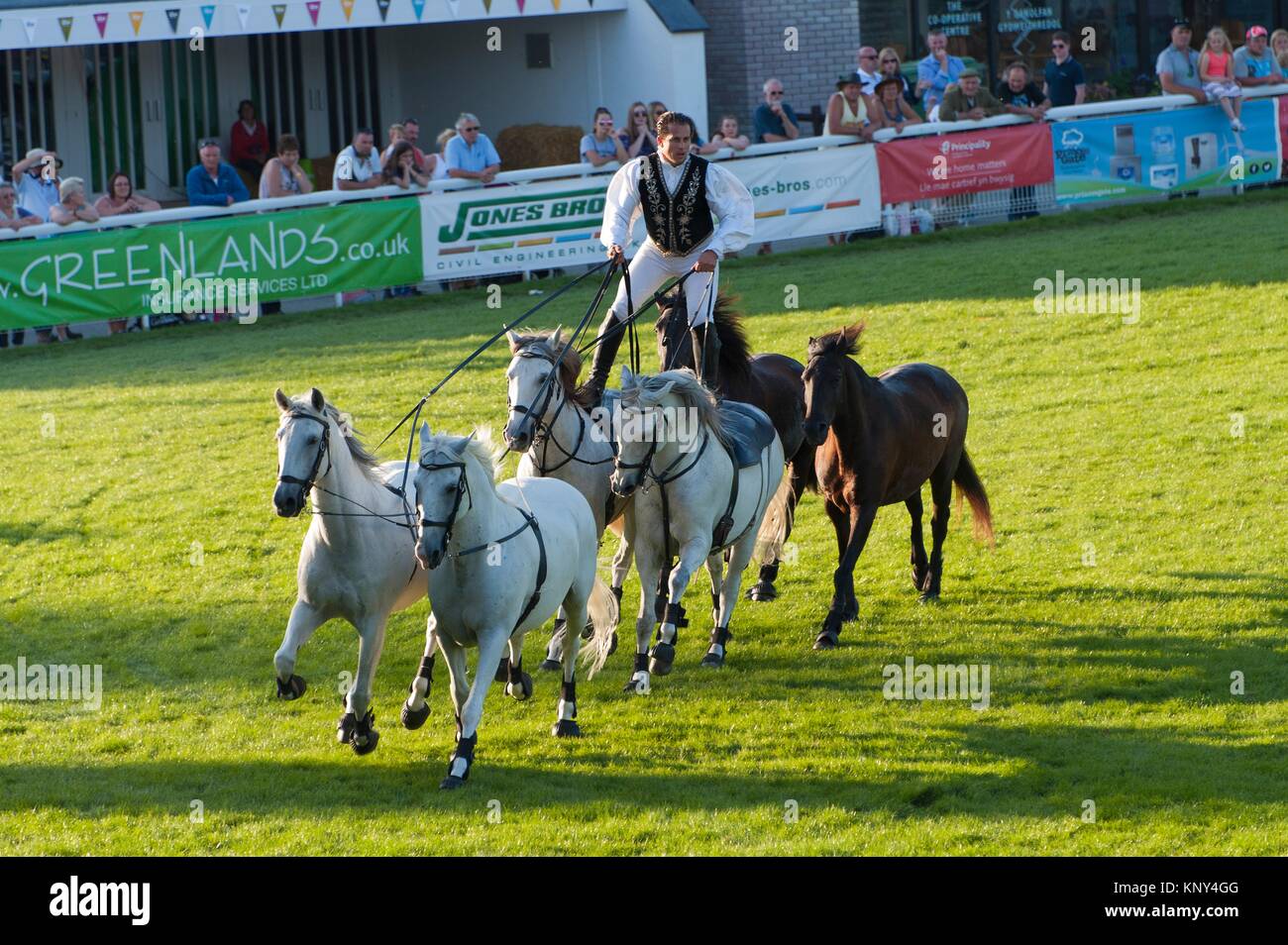 Lorenzo Horse Show au Royal Welsh Show, Llanelwedd, Powys, Wales, UK. Banque D'Images