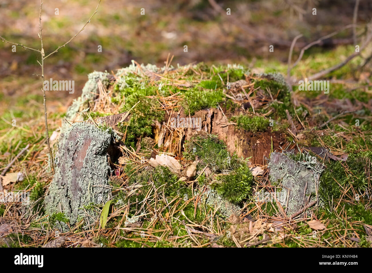 Le moignon de tronc qui reste après que le vieil arbre et c'est envahi de mousse. C'est dans une forêt en Pologne. Banque D'Images