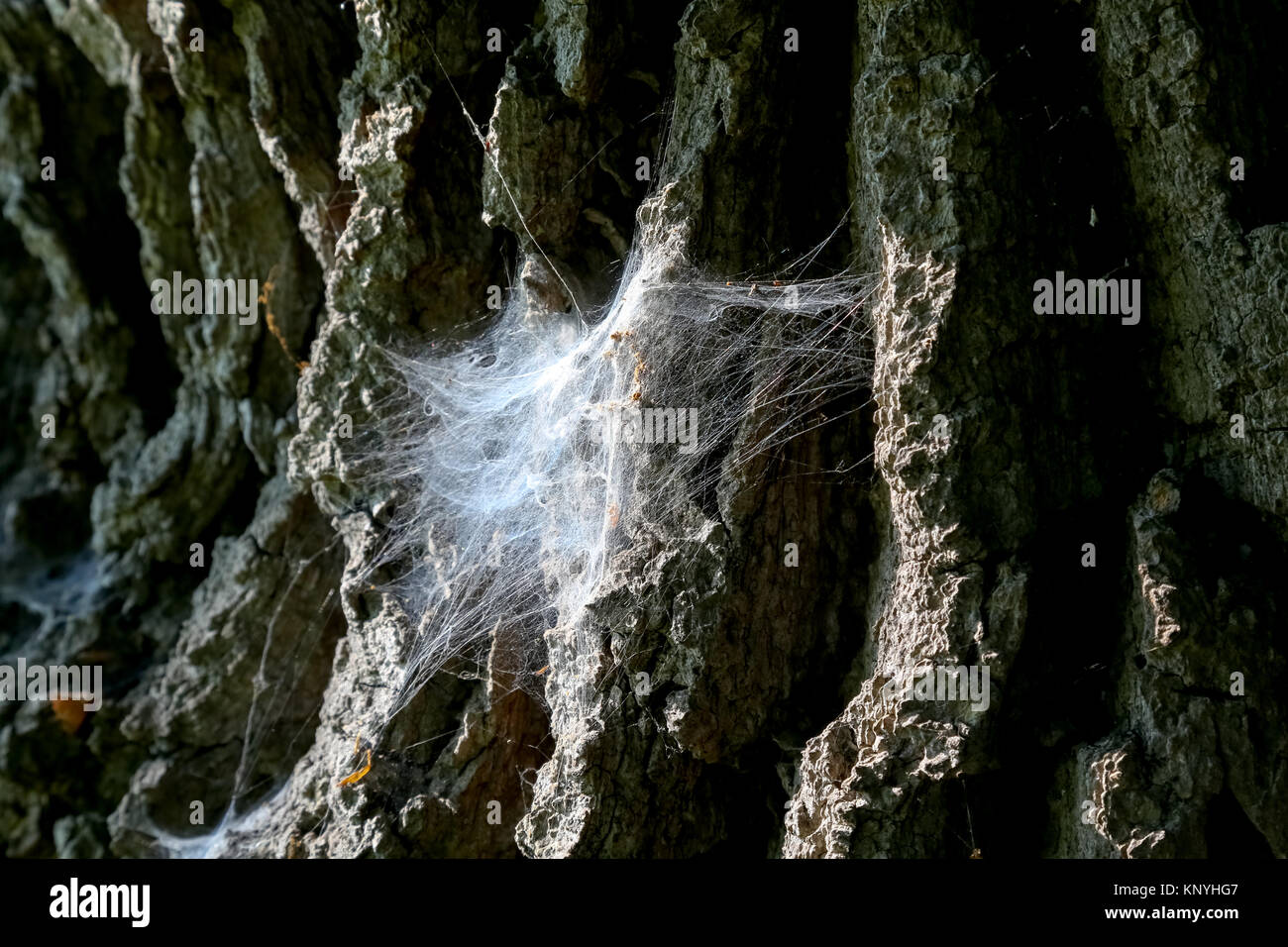 L'araignée est sur une écorce d'un vieil arbre Banque D'Images
