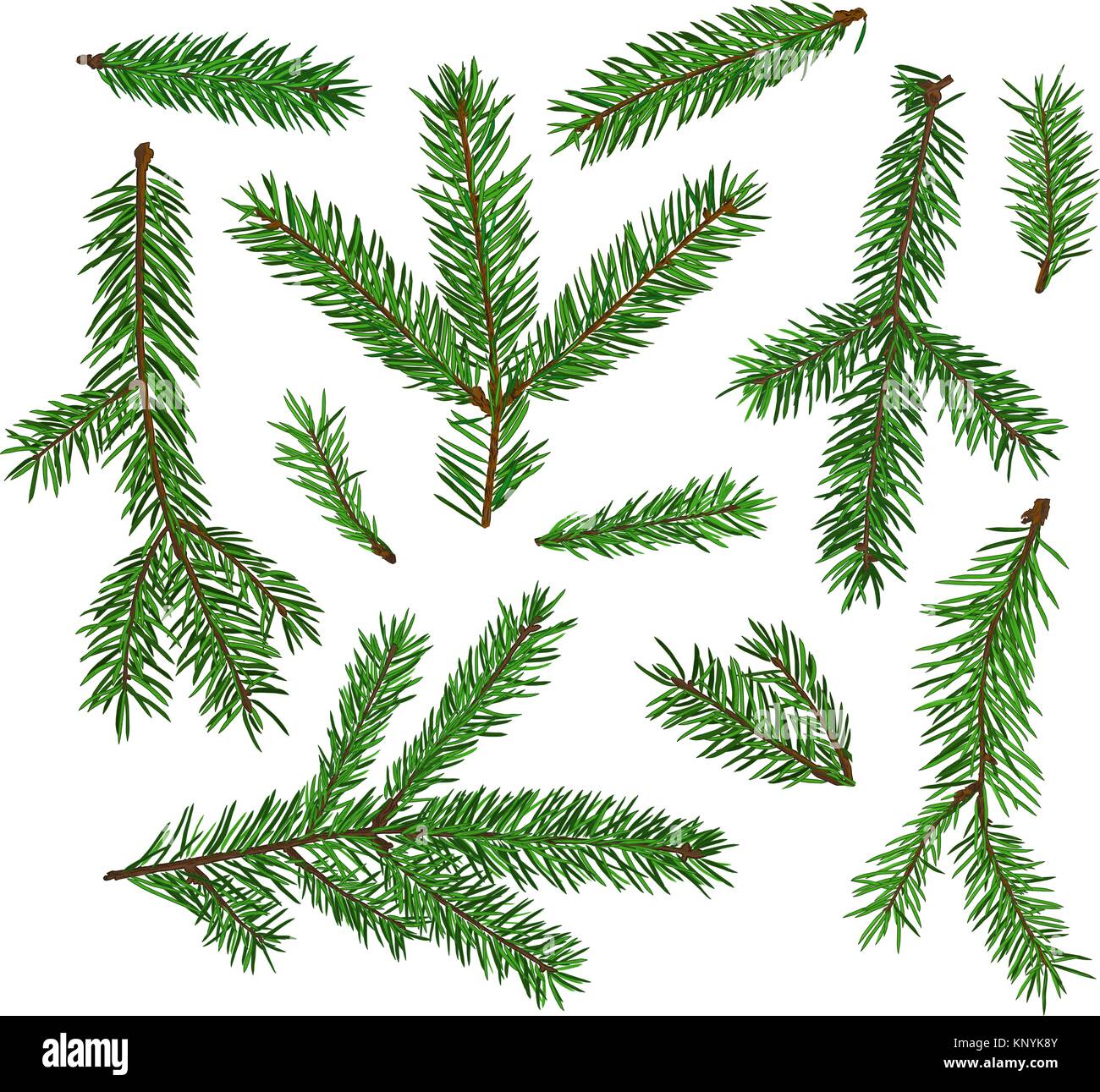 Ensemble de branches de sapins isolé sur fond blanc. Symbole de Noël, nouvel an. Illustration de Vecteur