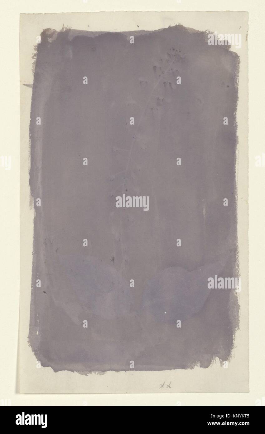 [Jardin Botanique] spécimen. Artiste : William Henry Fox Talbot (1800-1877), Dorset Lacock ; Date : Photo Stock