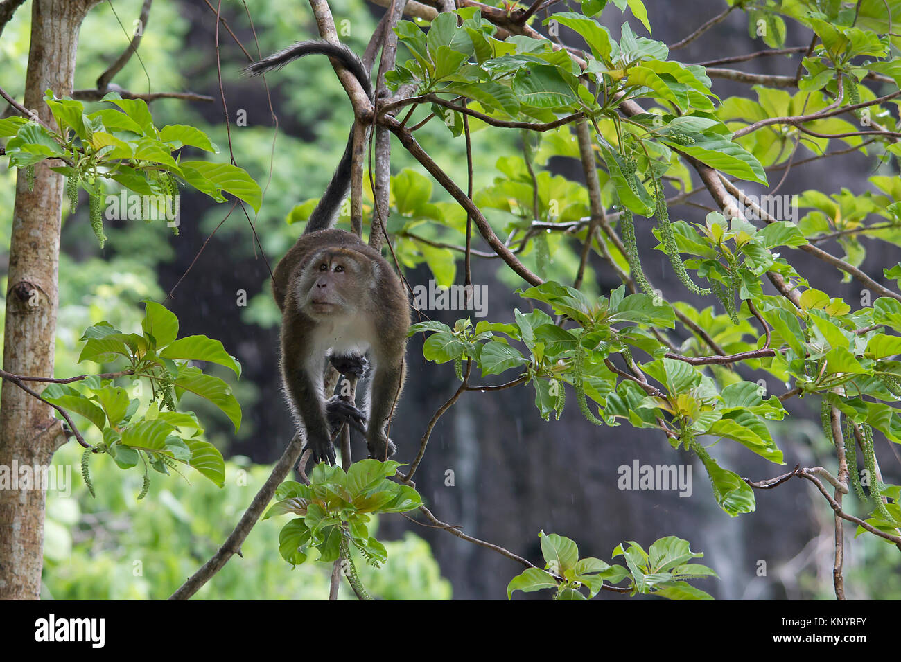 Macaque à longue queue à travers des arbres,escalade,Coron Palawan Philippines, Banque D'Images