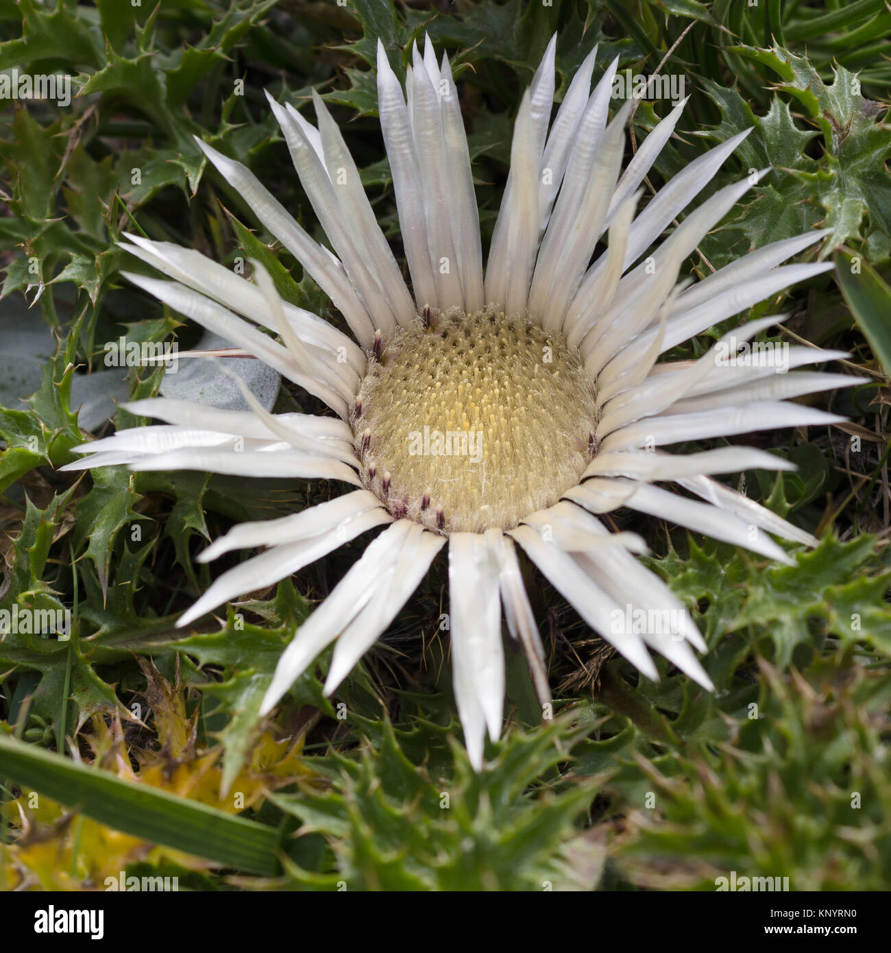 Fleur alpine Carlina Acaulis Carline acaule (champs) en été. Carlina racine a diverses propriétés médicinales. Banque D'Images