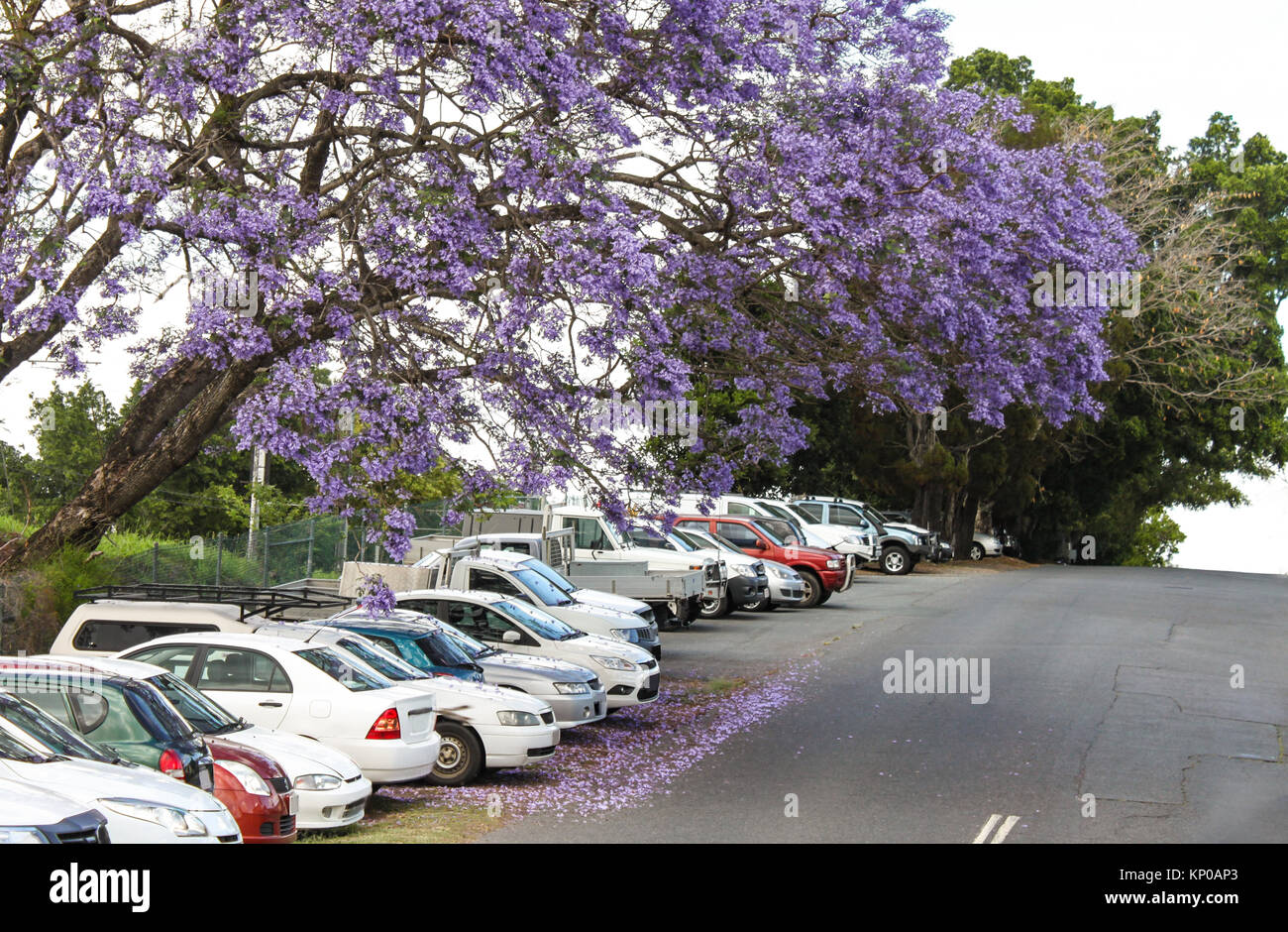 Les fleurs pourpres de l'Jacaranda arbre tombant sur des voitures garées sur une colline en Australie Banque D'Images