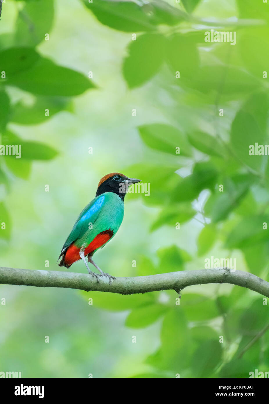 Rare hooded pitta oiseau de la région nord-est de l'habitat naturel à une réserve faunique en westbengal. Banque D'Images