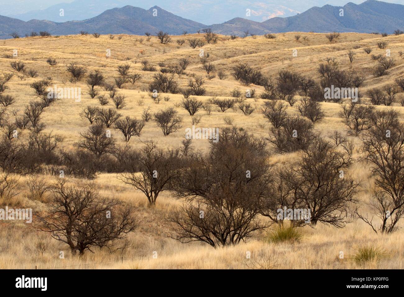 À mesquite, Las Cienegas National Conservation Area, Arizona. Banque D'Images