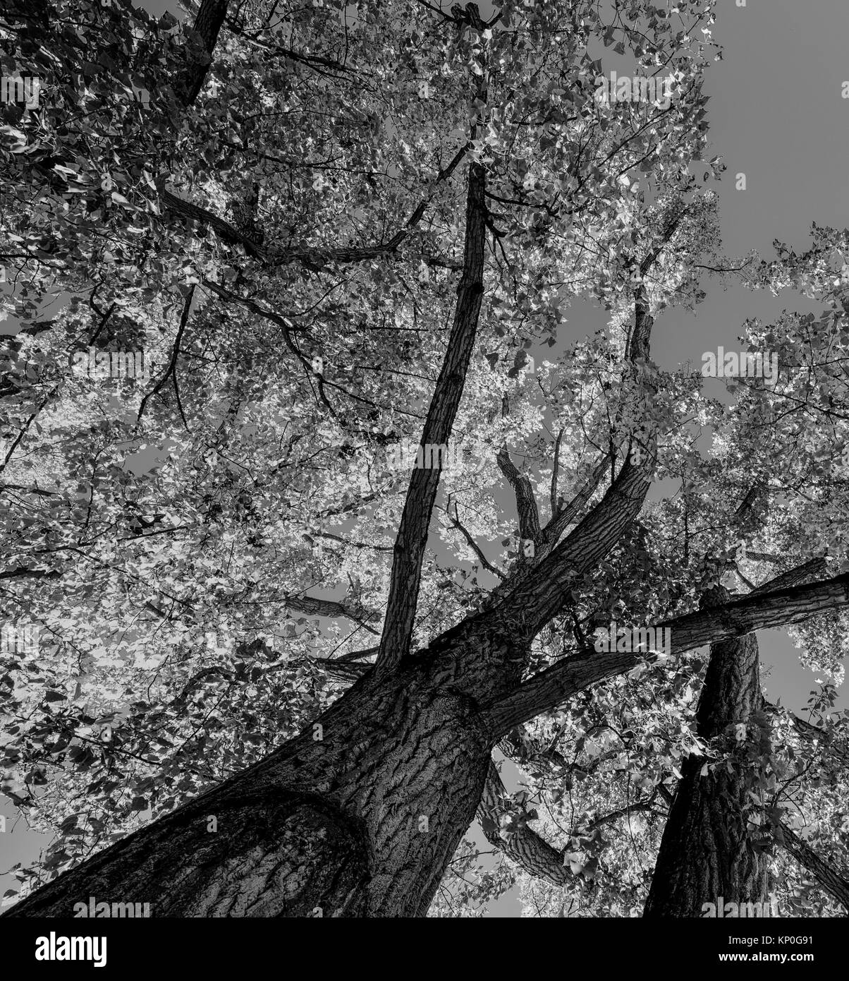 La photographie en plein air monochrome de deux gros tilleuls sur un jour d'automne avec un ciel clair Banque D'Images