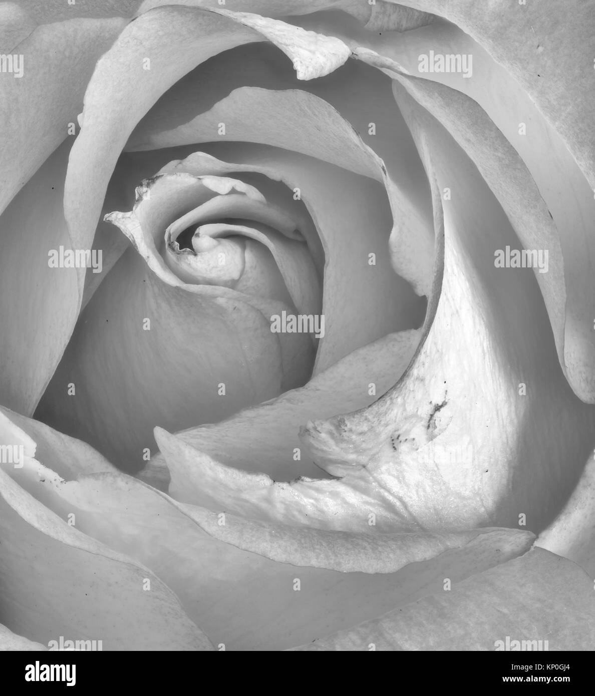 Encore monochrome floral vie macro portrait d'une seule fleur rose à fleurs blanches isolées avec texture détaillée Banque D'Images