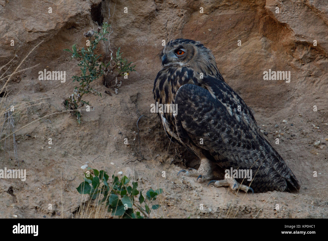 Grand / Owl Bubo bubo Europaeischer Uhu ( ), jeune oiseau, perché sur la pente abrupte d'un bac à sable, au crépuscule, la nuit tombée, la faune, l'Europe. Banque D'Images