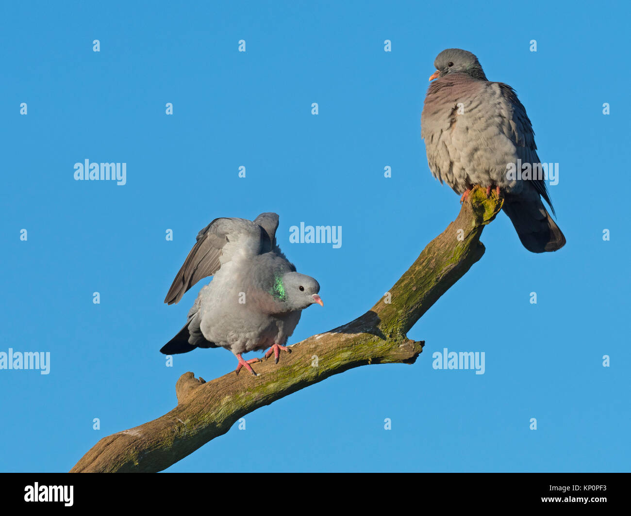 Colombes Stock Columba oenas pairwinter Banque D'Images