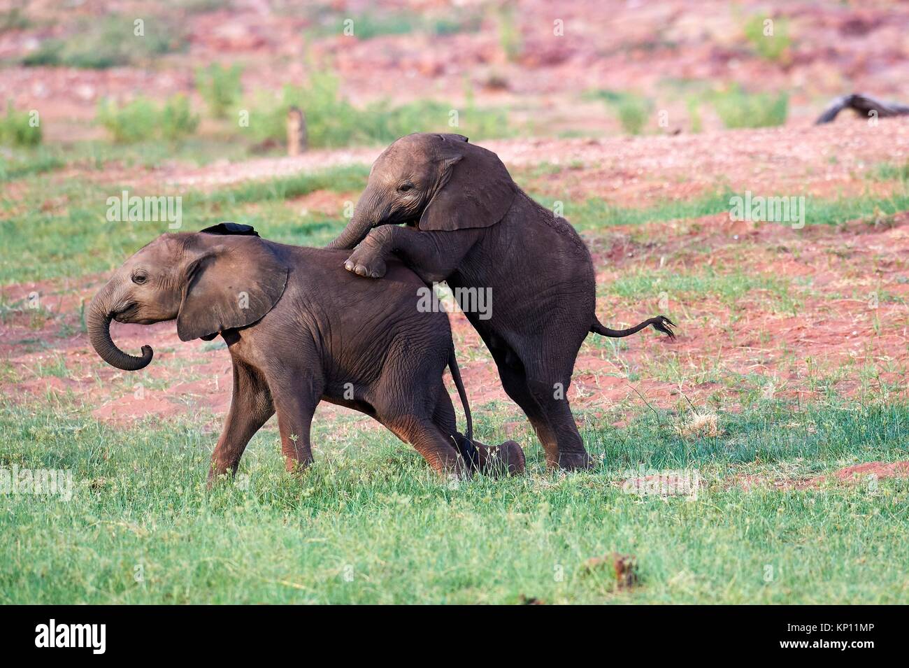 L'éléphant d'Afrique, les veaux d'âges différents de jouer (Loxodonta africana), Matusadona National Park, Zimbabwe. Banque D'Images