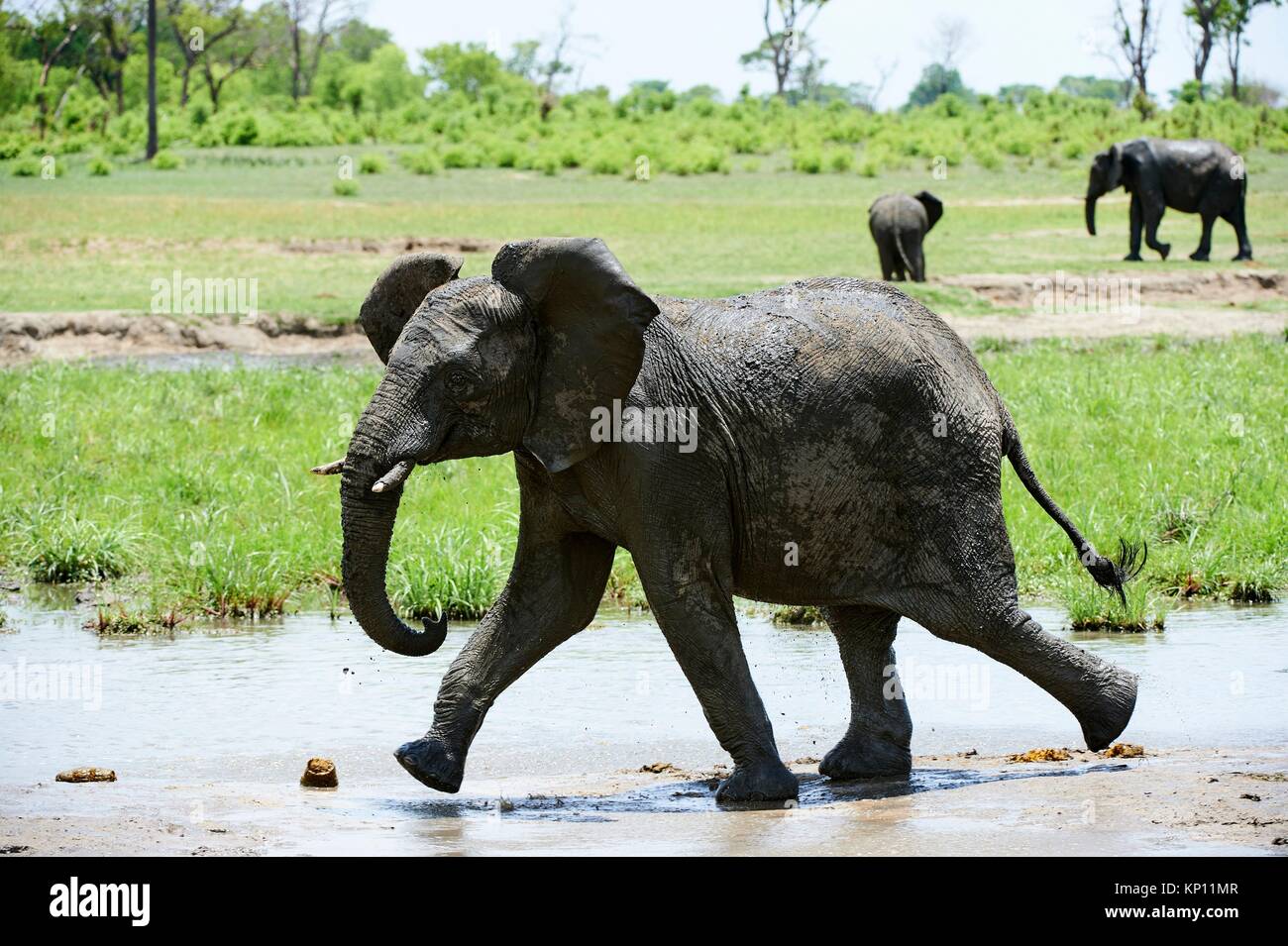 Young African elephant (Loxodonta africana) autour de trou d'eau. Le parc national de Hwange, Zimbabwe. Banque D'Images