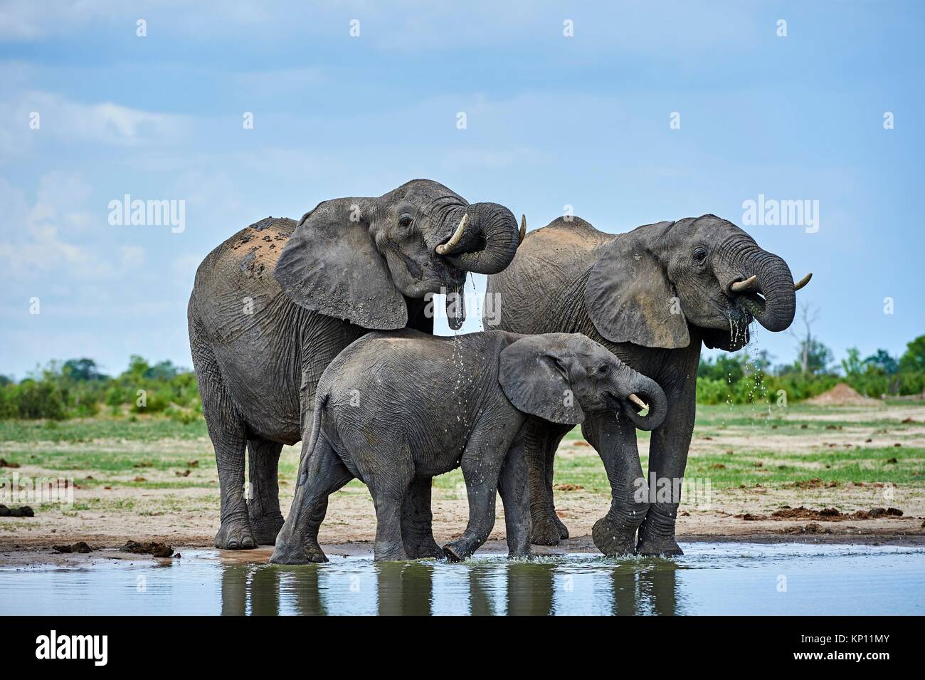 Groupe d'éléphants d'Afrique (Loxodonta africana) de l'alcool à un watehole. Le parc national de Hwange, Zimbabwe. Banque D'Images