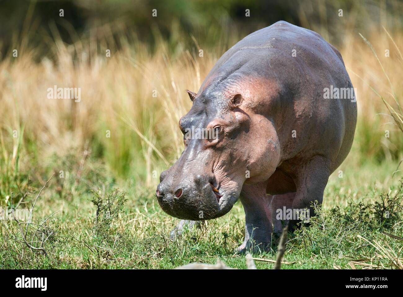 Pâturage d'Hippopotame (Hippopotamus amphibius) Murchisson Falls National Park, de l'Ouganda. Banque D'Images