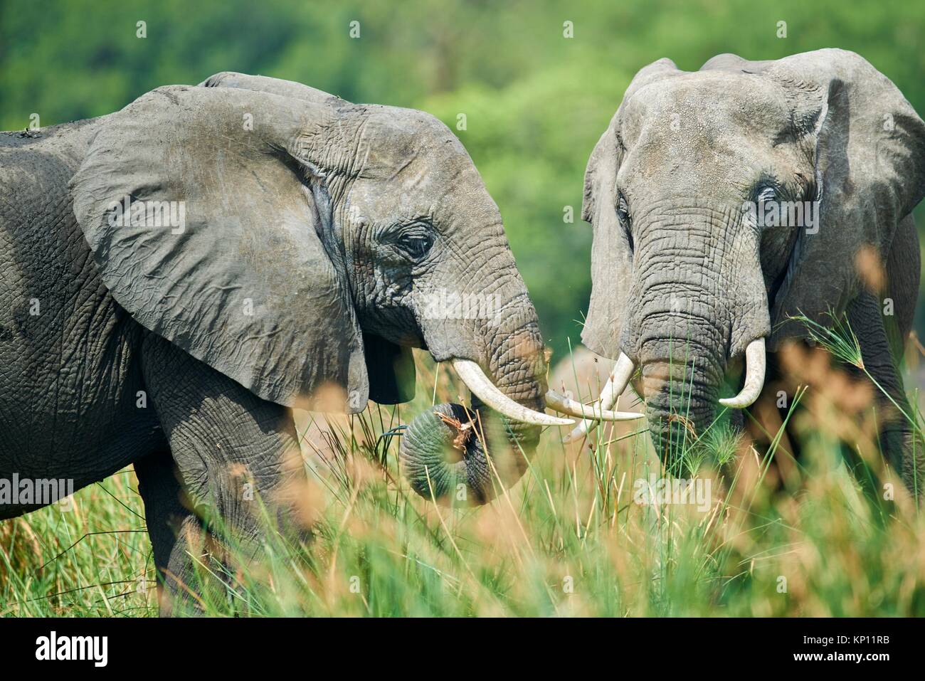 L'éléphant africain (Loxodonta africana) se nourrissent de la végétation. Murchisson Falls National Park, de l'Ouganda. Banque D'Images