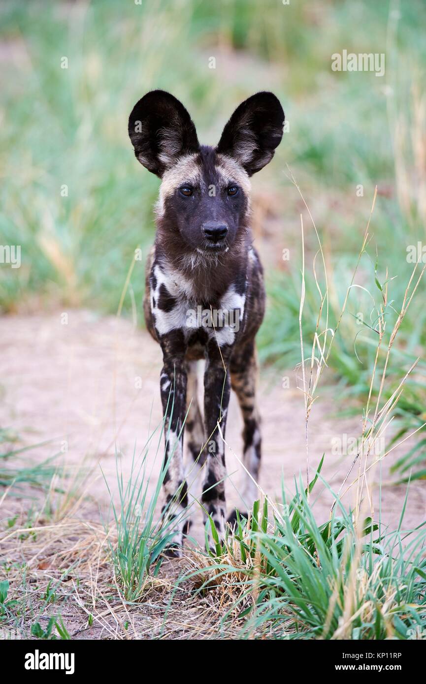 Portrait de chien sauvage d'Afrique (Lycaon pictus) Le parc national de Hwange, Zimbabwe. Banque D'Images