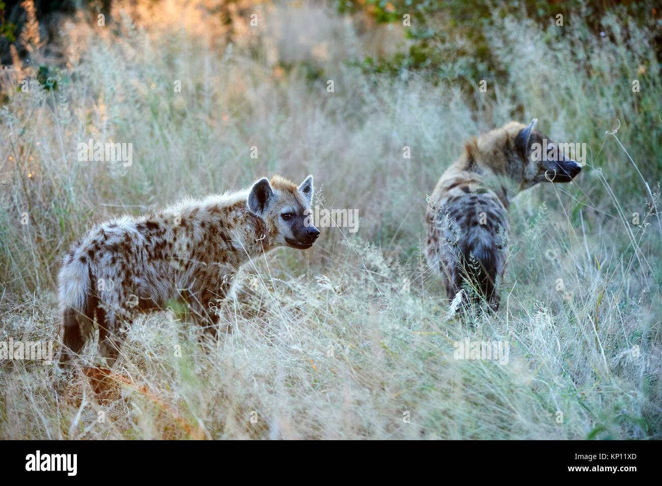 Deux hyènes (Crocutta crocutta) dans l'herbe haute. Le Parc National de Moremi, Okavango delta, Botswana, Afrique du Sud. Banque D'Images