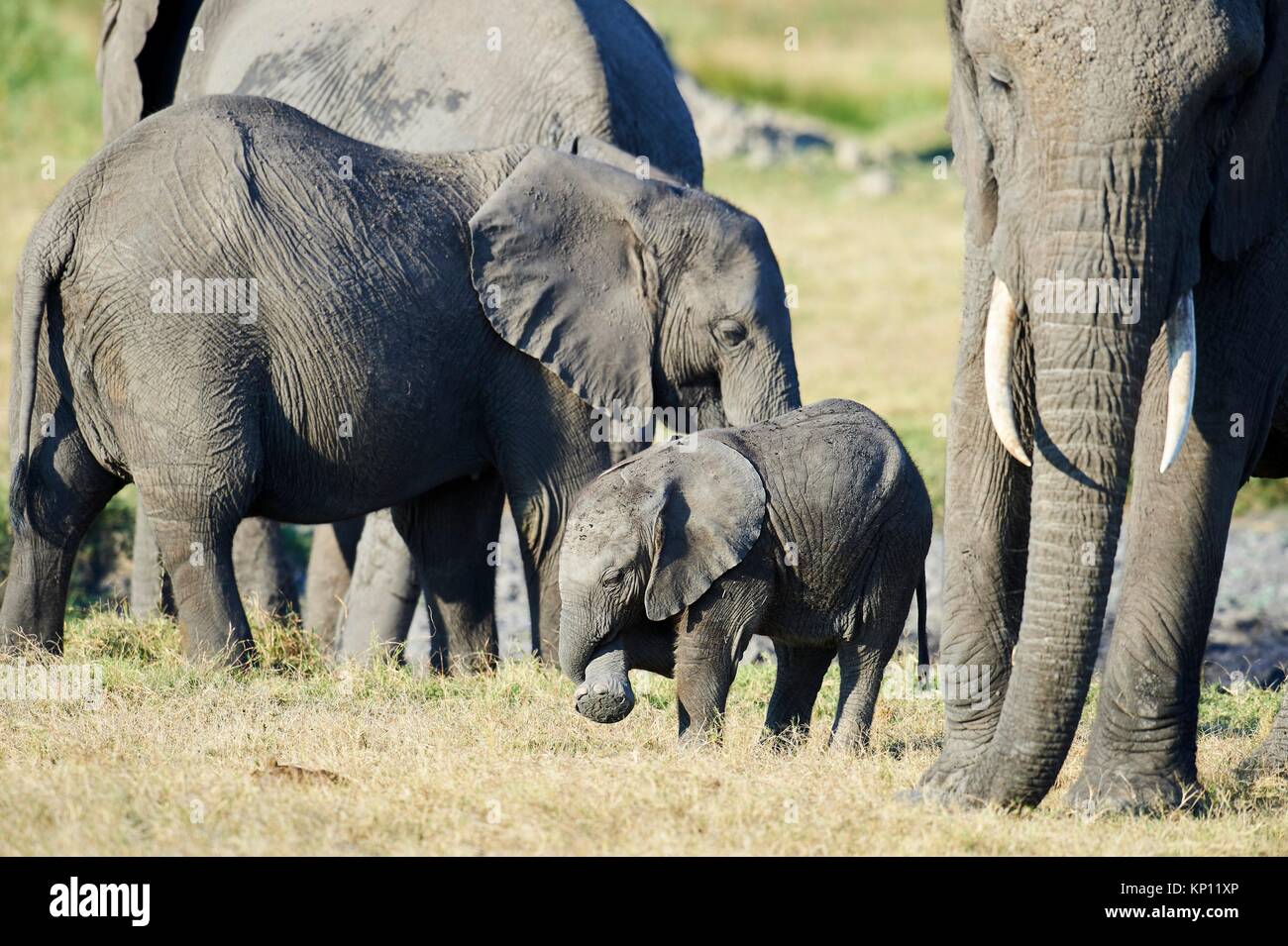 Famille d'éléphants d'Afrique avec la mère et jeune veau (Loxodonta africana), Duba Plains, Okavango Delta, Botswana, Afrique du Sud. Banque D'Images