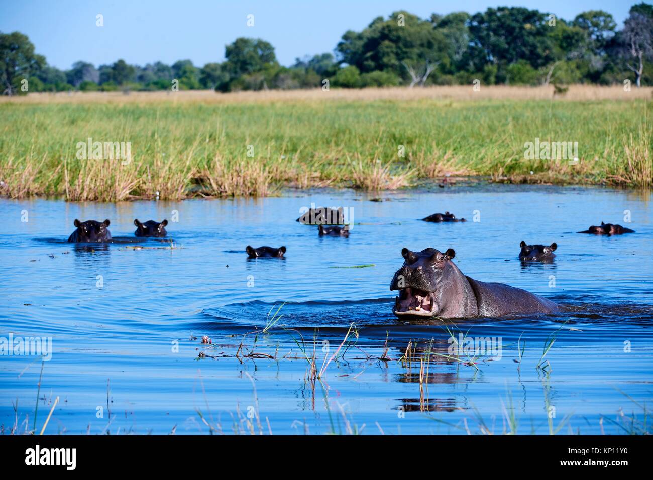 Hippopotame (Hippopotamus amphibius) montrant l'agressivité territoriale. Le Parc National de Moremi, Okavango delta, Botswana, Afrique du Sud. Banque D'Images