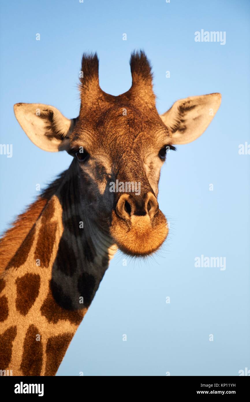 Portrait de Girafe (Giraffa camelopardalis angolensis). Le Parc National de Moremi, Okavango Delta, Botswana, Afrique du Sud. Banque D'Images