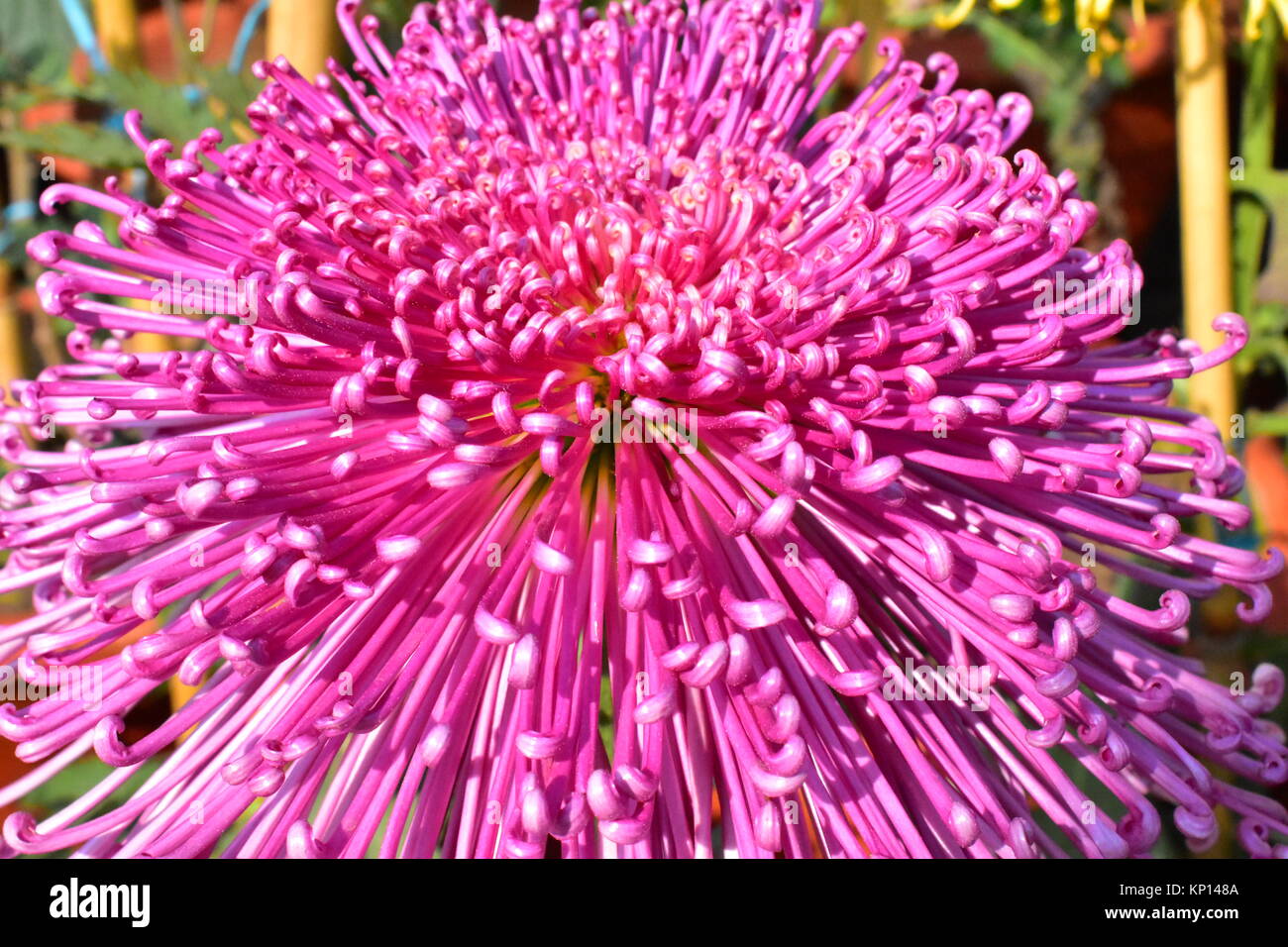 Un Chrysanthème araignée rose en pleine floraison à l'assemblée annuelle à chrysanthème jardin en terrasses, Chandigarh, Inde. Banque D'Images