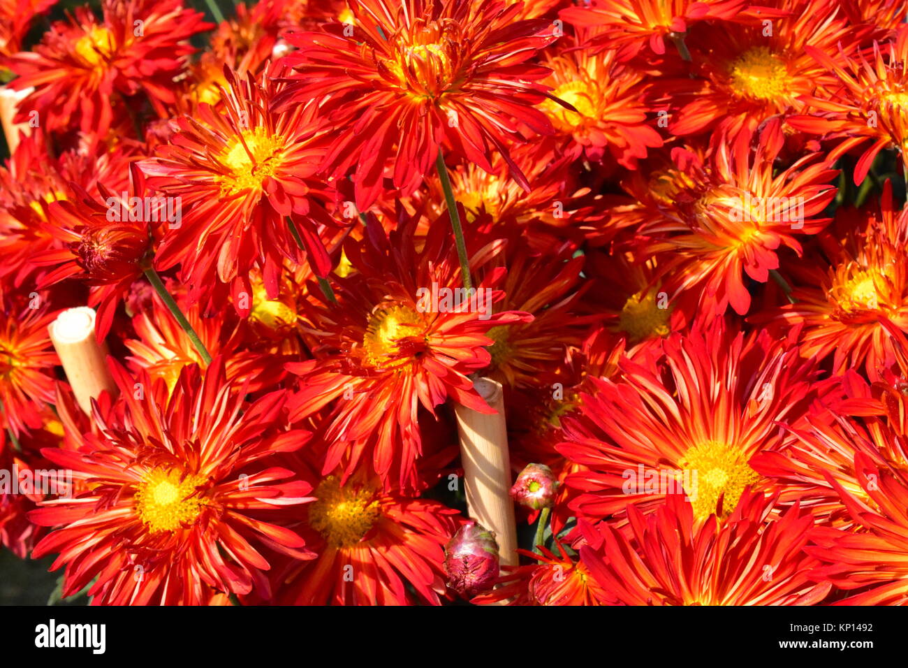 Les chrysanthèmes Rouges en pleine floraison à l'Assemblée Chrysanthème Show, jardin en terrasses, Chandigarh, Inde. Banque D'Images