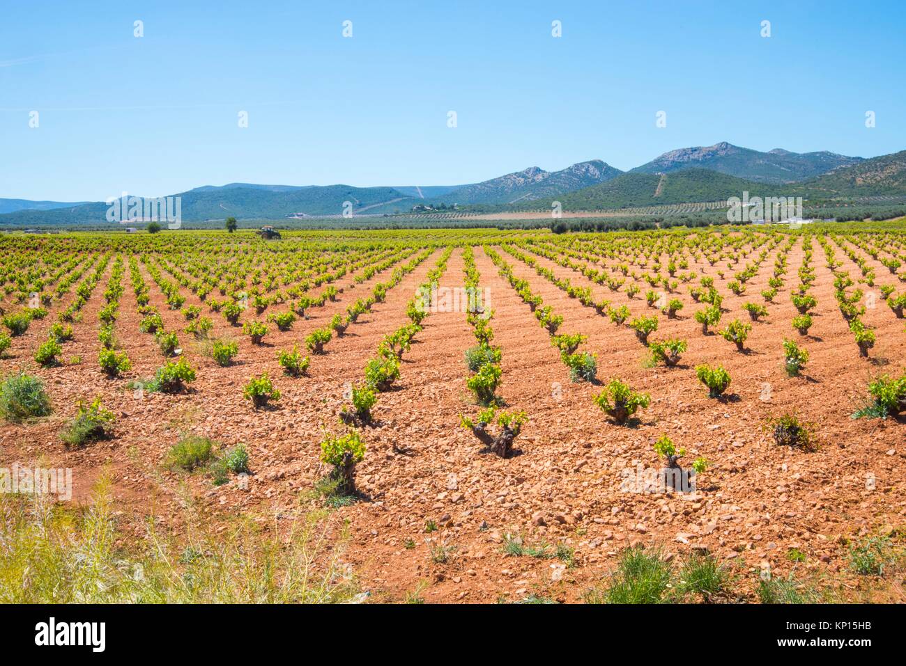 Vignoble et oliveraie. Fuente el Fresno, Ciudad Real province, Castilla La Mancha, Espagne. Banque D'Images
