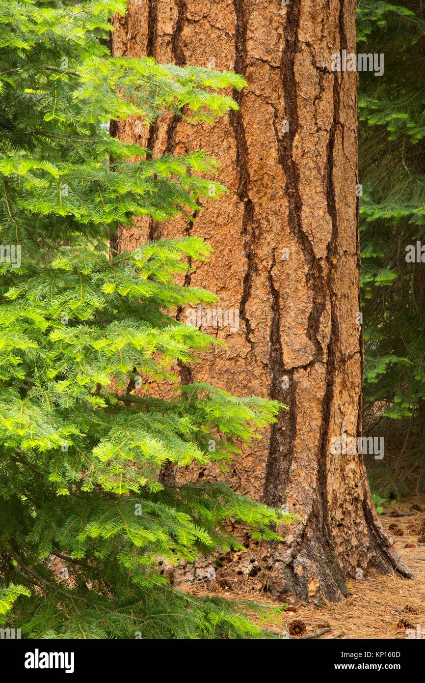 Le pin ponderosa (Pinus ponderosa), Héritage volcanique Scenic Byway, forêt nationale de Winema, Oregon. Banque D'Images