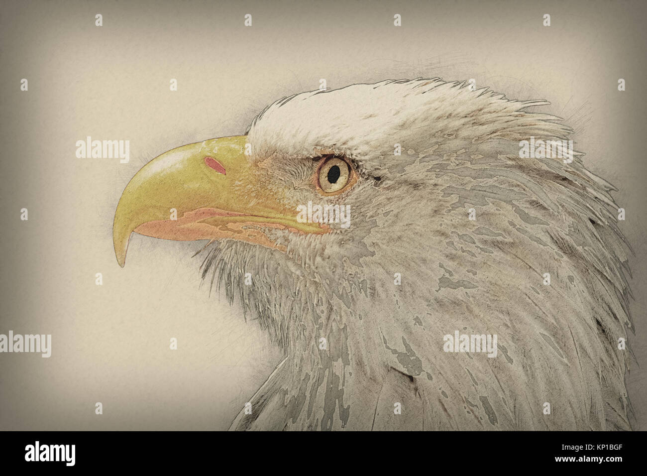 Retouchées numériquement close up image de la tête et bill d'un pygargue à tête blanche (Haliaeetus leucocephalus) un oiseau de proie de l'Amérique du Nord Banque D'Images