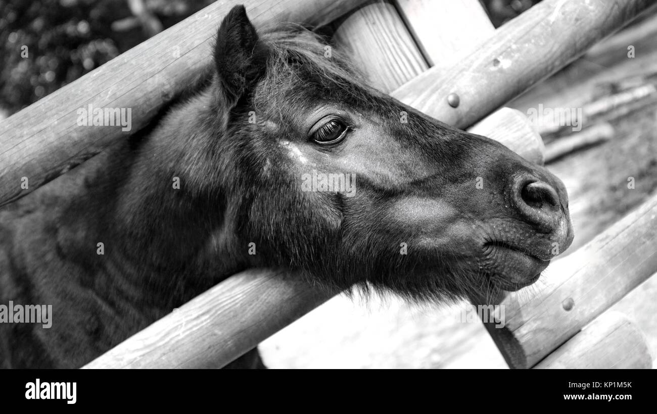 Close up portrait Cheval Noir - Noir et blanc Banque D'Images Close up portrait Cheval Noir - Noir et blanc Banque D'Images