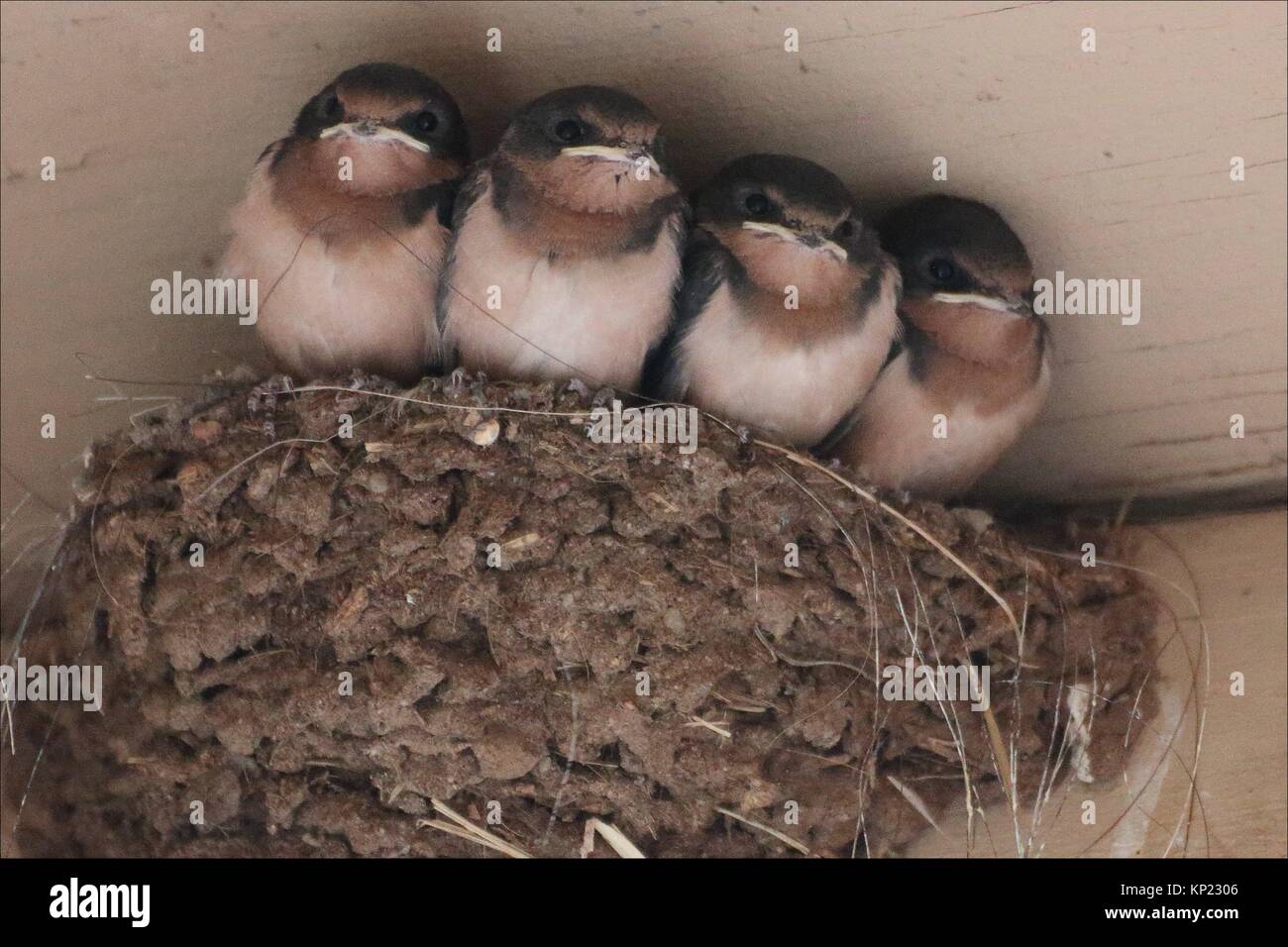 Les Moineaux Bebe Donnent De Leur Nid De Sparks Nevada Usa Photo Stock Alamy