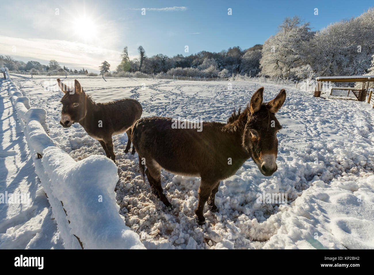 11 décembre 2017, 4h00 : neige en hiver couvrir le sol à Puzzlewood dans la forêt .Même sur un décor de cinéma, les animaux doivent encore se nourrir. Banque D'Images
