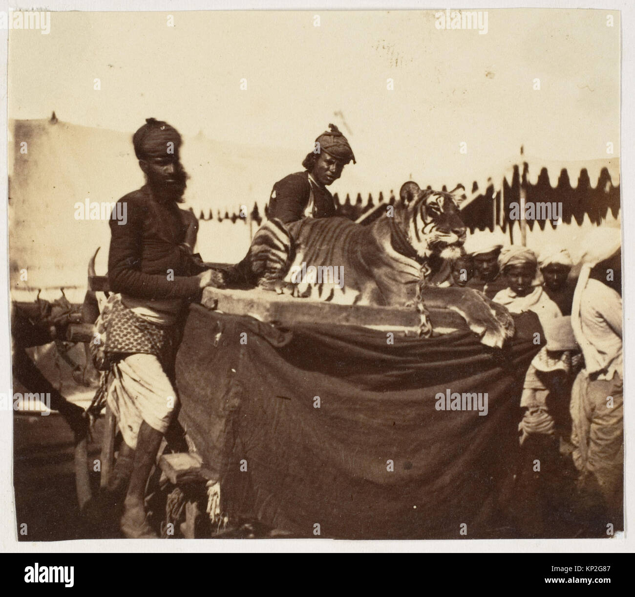 Photographie argentée de 1858 à 61 représentant des tigres présentés à la comtesse Canning, épouse du vice-roi d'Inde, à Agra. L'image mesure 6,5 x 7,6 cm et est montée sur une feuille plus grande. Banque D'Images