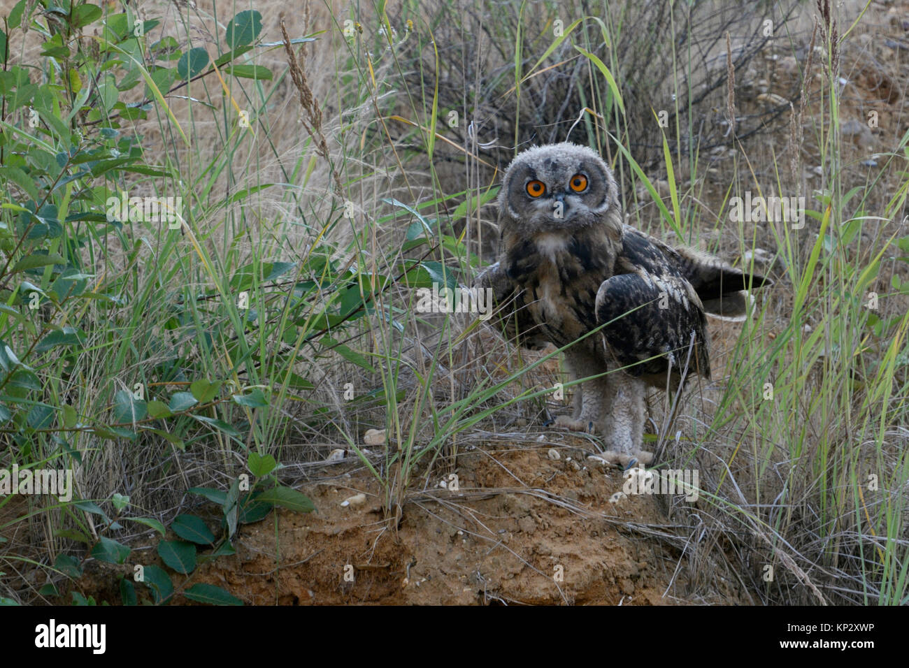 Grand Duc ( Bubo bubo ), jeune oisillon, la mue, le plumage véritable, perché sur l'escarpement d'un bac à sable, l'air drôle, la faune, l'Europe. Banque D'Images