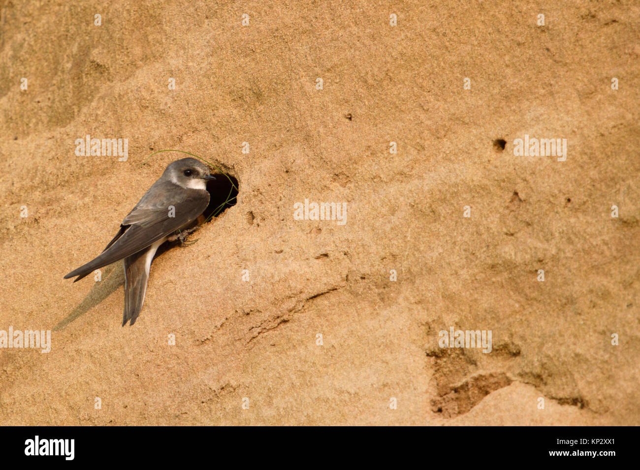 Sand Martin / Hirondelle de rivage Riparia riparia ( ) situé en face de — free download