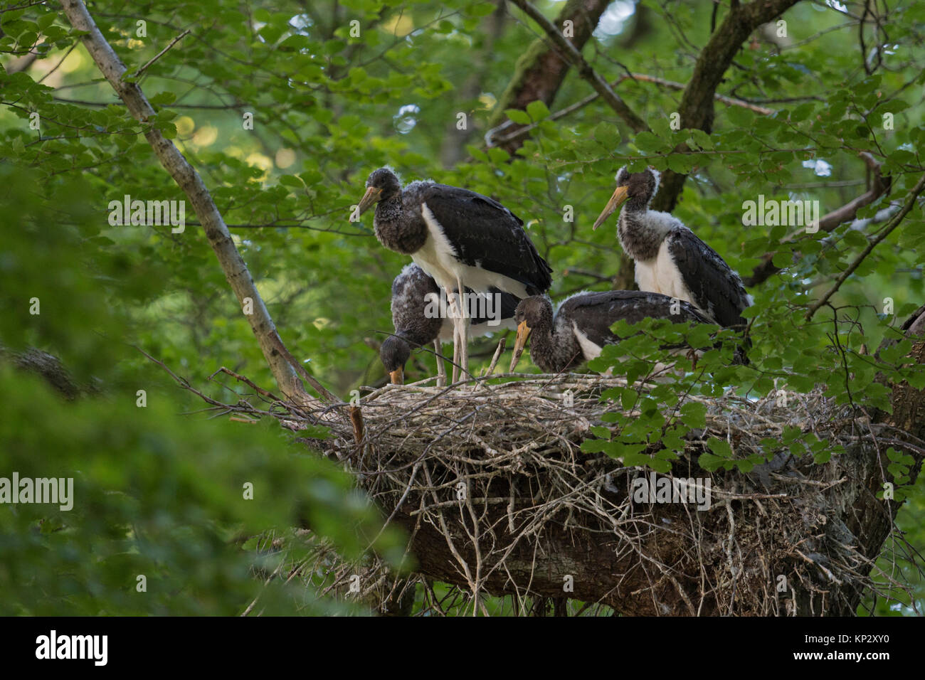 Cigogne noire / Schwarzstorch ( Ciconia nigra ), les jeunes oisillons dans leur nid, caché dans un arbre d'un hêtre, presque véritable, de la faune, de l'Europe. Banque D'Images