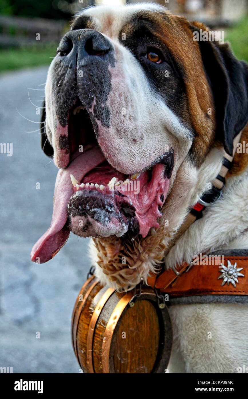 Saint bernard dog barrel Banque de photographies et d'images à haute  résolution - Alamy