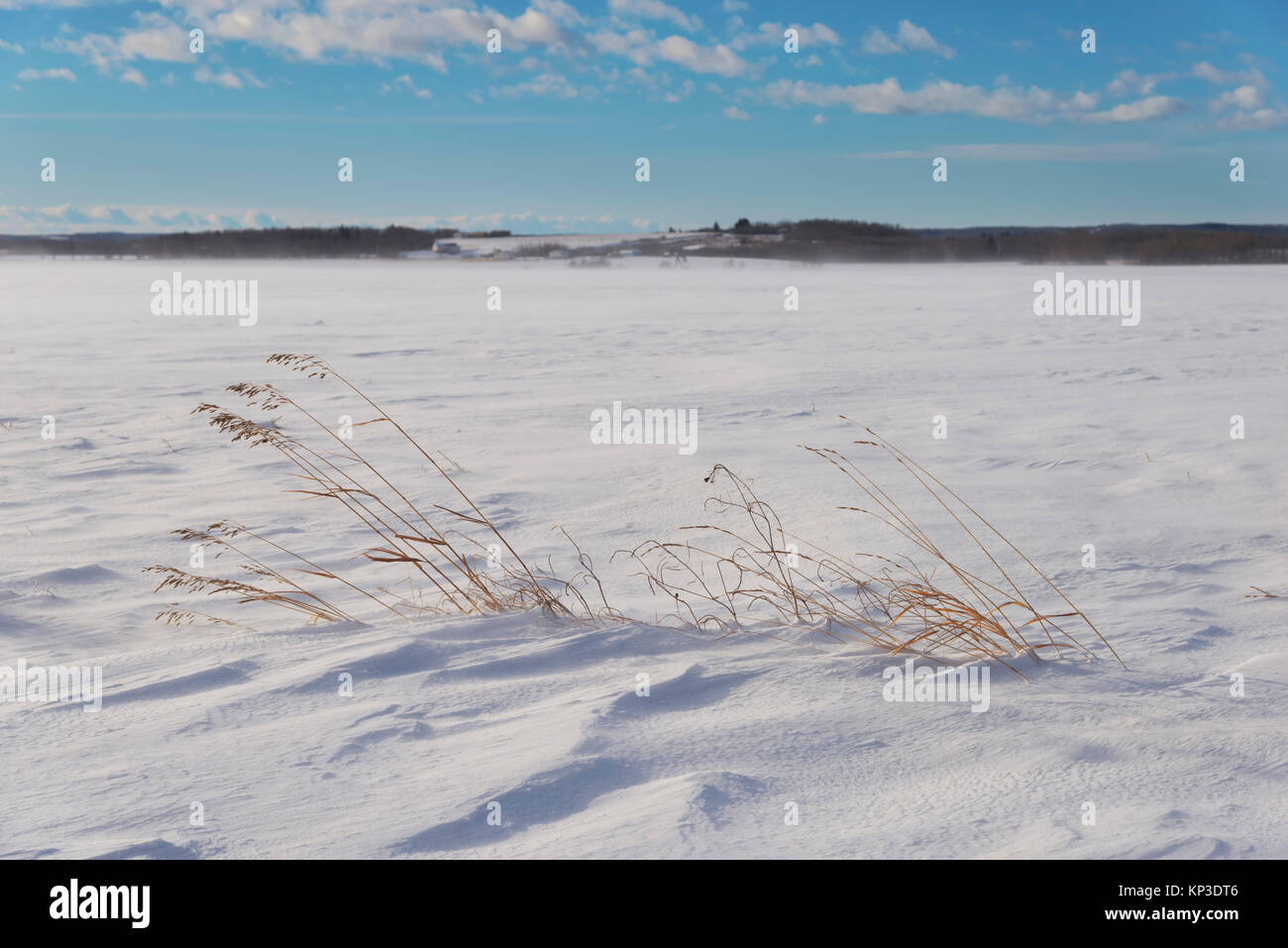 L'hiver sur les Prairies de l'Alberta. Banque D'Images