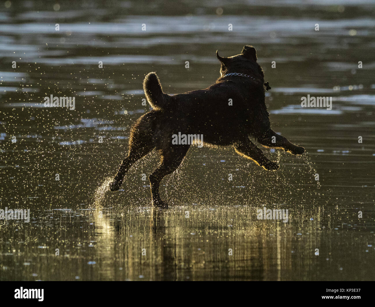 Dog ball sur la rive du parc national Pacific Rim, Canada Banque D'Images