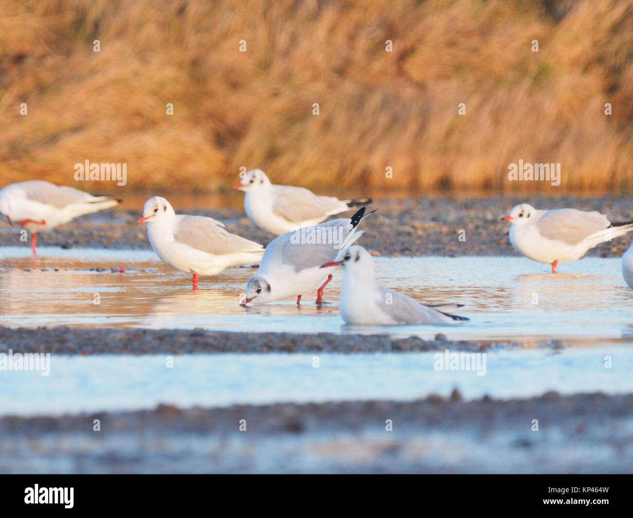 Sheerness, Kent, UK. 14 Décembre, 2017. Météo France : par un froid matin le soleil se leva dans un ciel bleu clair sur un matin ensoleillé. Mouettes dans une flaque. Credit : James Bell/Alamy Live News Banque D'Images